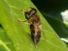 Eristalis pertinax